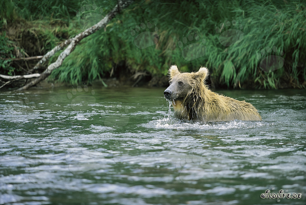 Braunbär beim Lachsfang in Brooks River, Katmai, Alaska