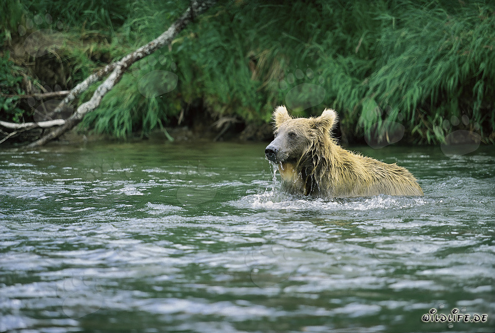 Oso pardo pescando salmón en Brooks River, Katmai, Alaska