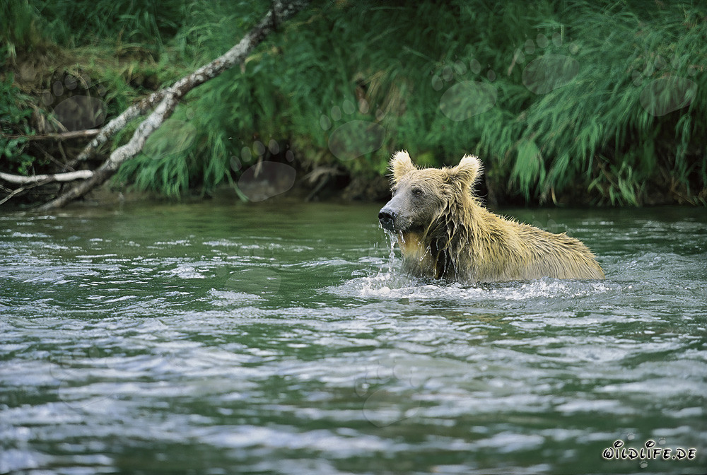 Ours brun pêchant le saumon à Brooks River, Katmai, Alaska
