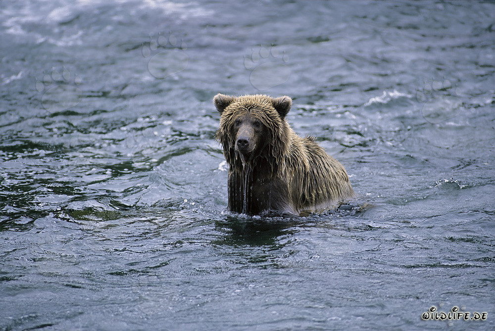 Lachsfischender Braunbär im reißenden Fluss in Alaska