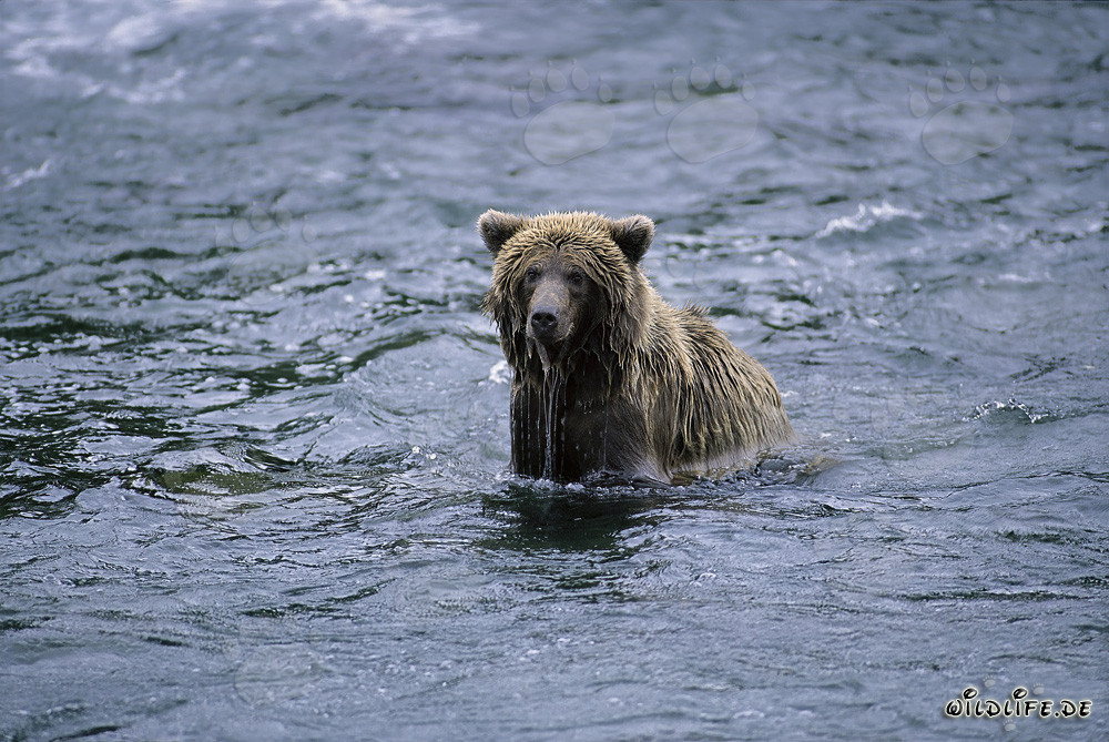 Salmon-fishing brown bear in the rushing river in Alaska