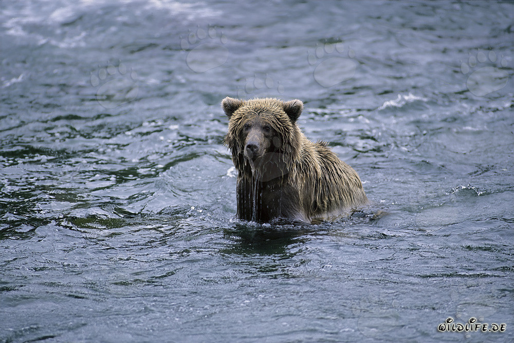 Orso bruno che pesca salmoni nel selvaggio fiume Brooks in Alaska