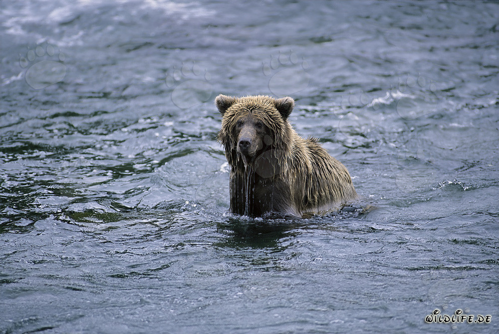 Oso pardo pescando salmones en el salvaje río Brooks en Alaska