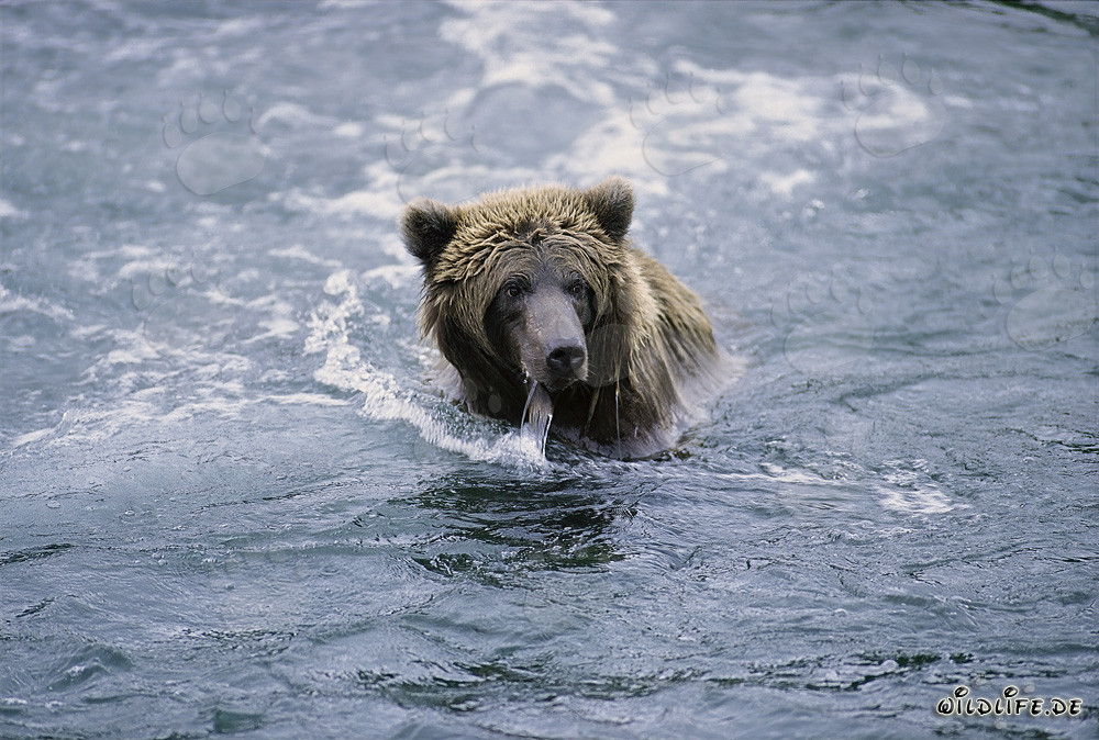 Braunbär beim Fischfang im klaren Fluss in Alaska