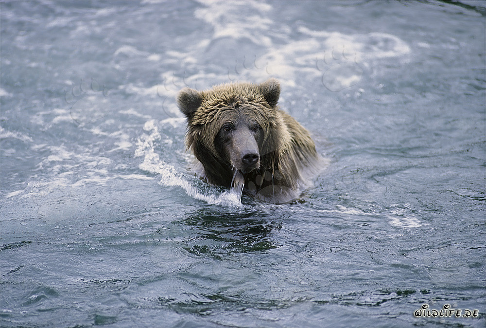 Brown bear fishing in the clear river in Alaska