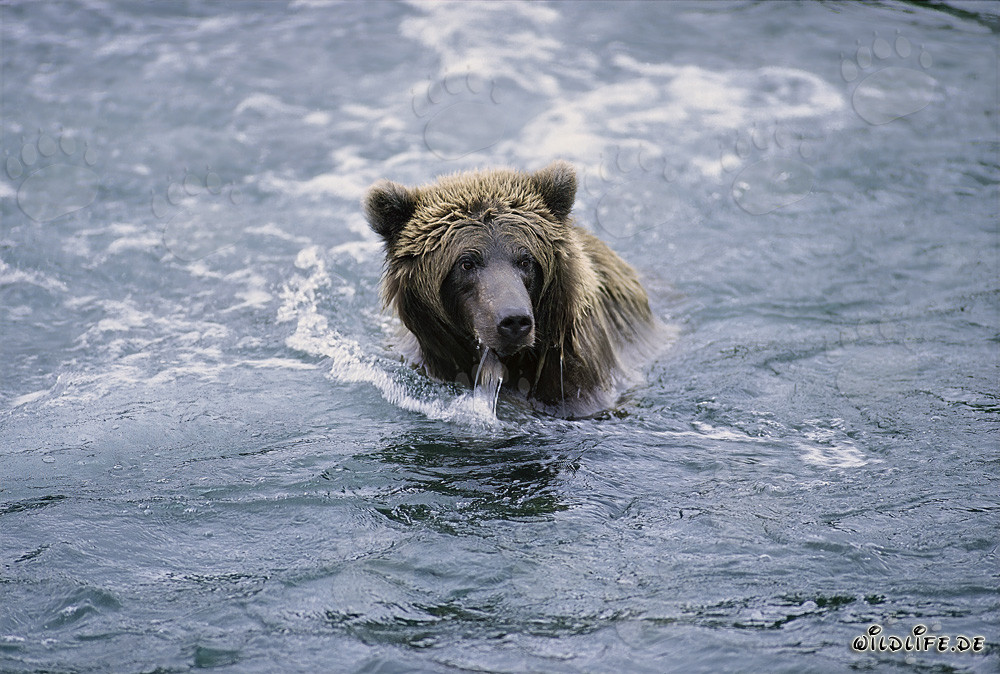 Orso bruno che pesca in un fiume limpido in Alaska