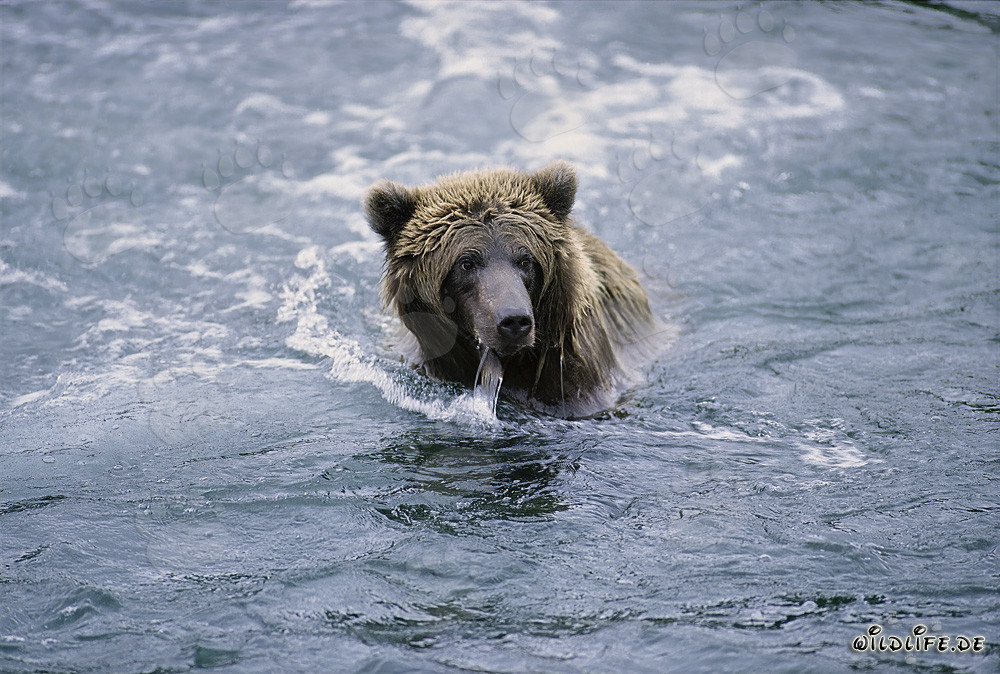 Oso pardo pescando en un río claro en Alaska