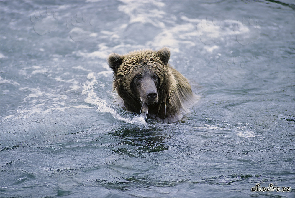 Ours brun pêchant dans une rivière claire en Alaska