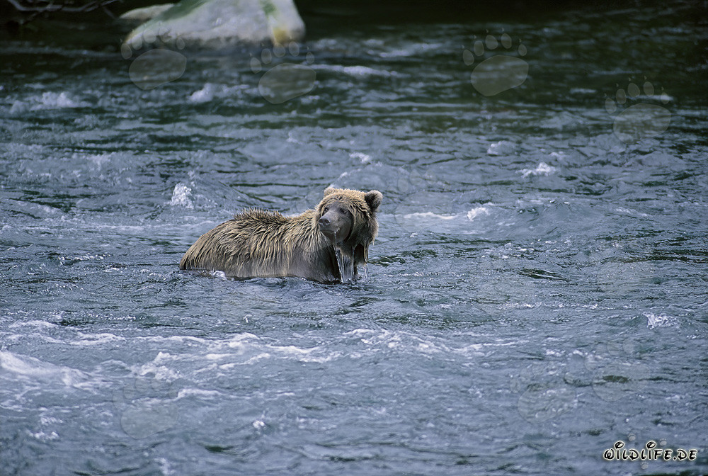 Braunbär im Fluss auf der Suche nach Futter