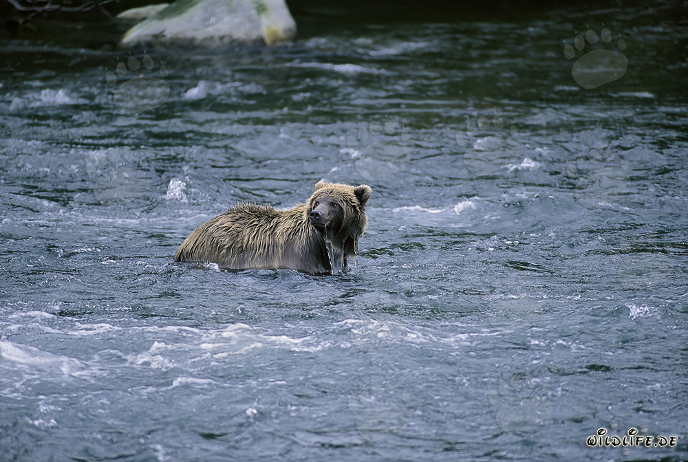 Brown bear in river searching for food