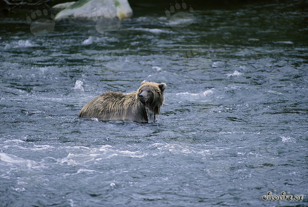Orso bruno nel fiume alla ricerca di cibo