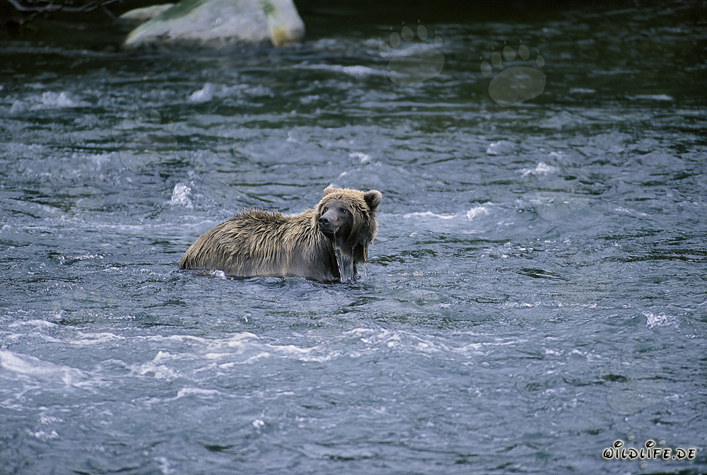 Ours brun dans la rivière à la recherche de nourriture