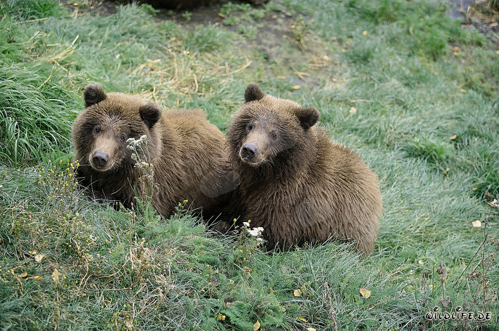 Due giovani orsi bruni aspettano la loro madre sulla riva del fiume