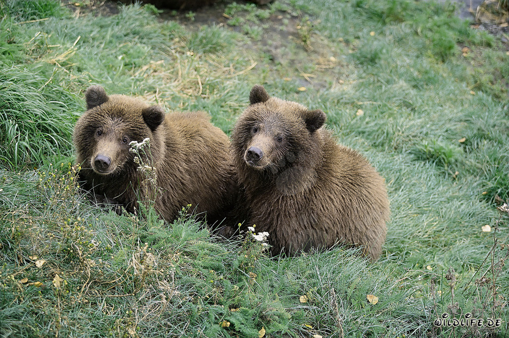 Deux jeunes ours bruns attendent leur mère au bord de la rivière