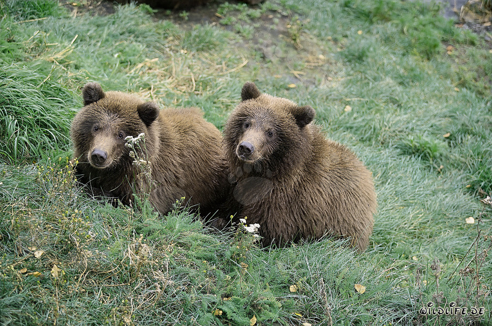 Two young Brown Bears waiting on the river bank for their mother