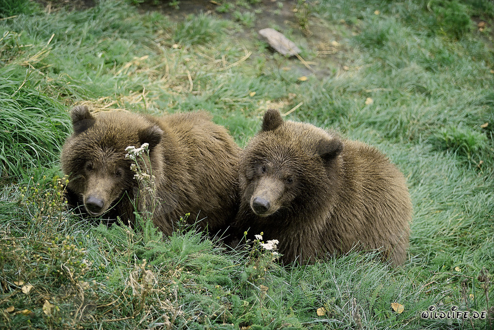 Dos jóvenes osos pardos relajándose en el río Brooks en Alaska
