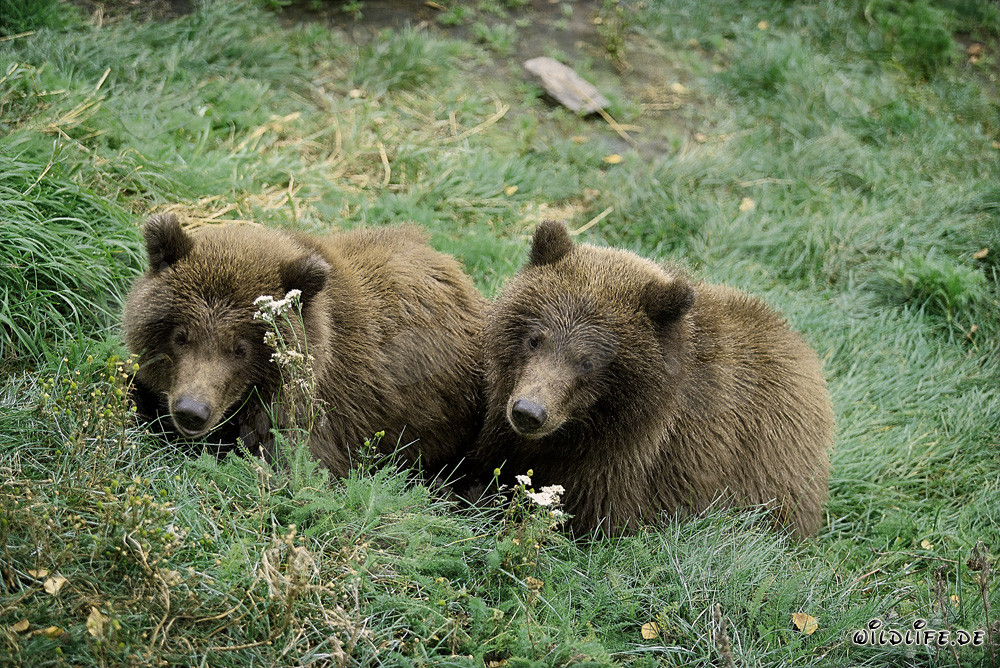 Zwei junge Braunbären entspannen am Brooks River in Alaska