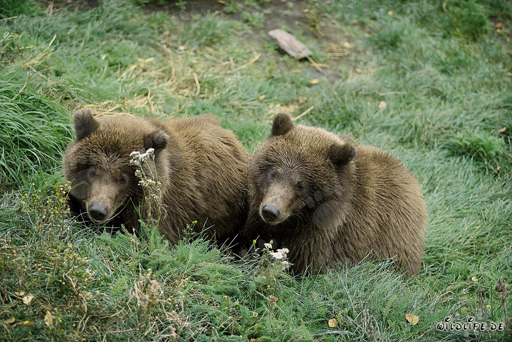 Two young brown bears relaxing at Brooks River in Alaska