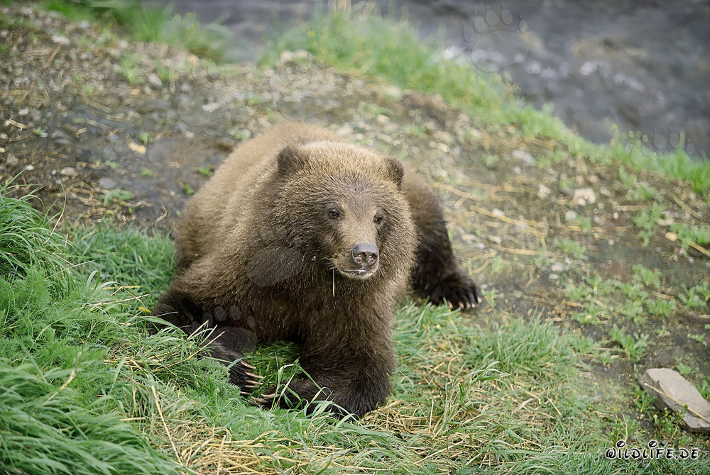Jeune ours brun joueur au bord pittoresque de la rivière