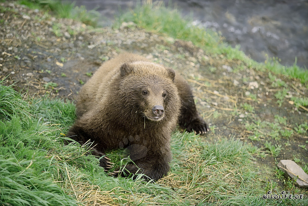 Spielerischer junger Braunbär am malerischen Flußufer