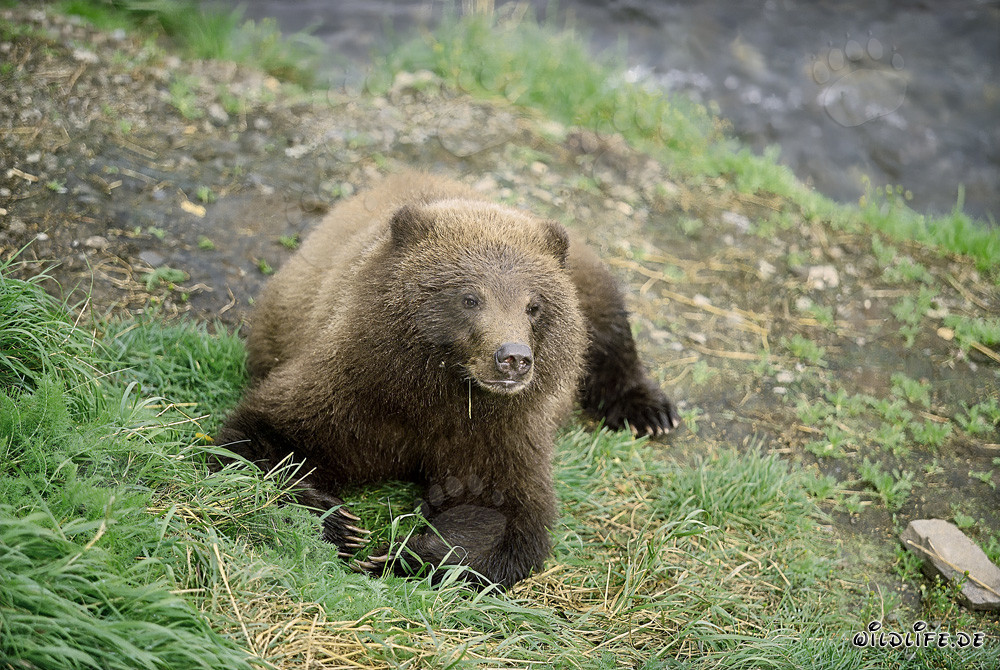 Playful young Brown Bear on the picturesque river bank