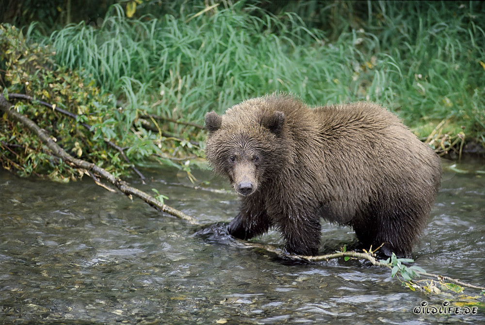 Giovane orso bruno giocoso in acqua limpida di fiume