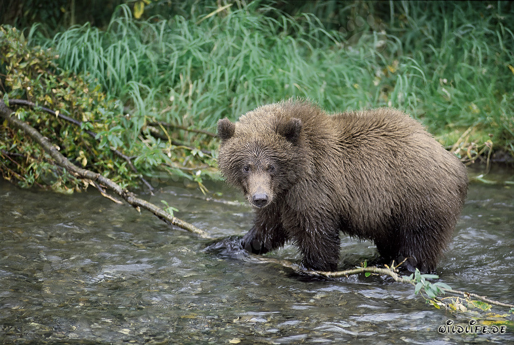 Spielerischer junger Braunbär im klaren Flusswasser