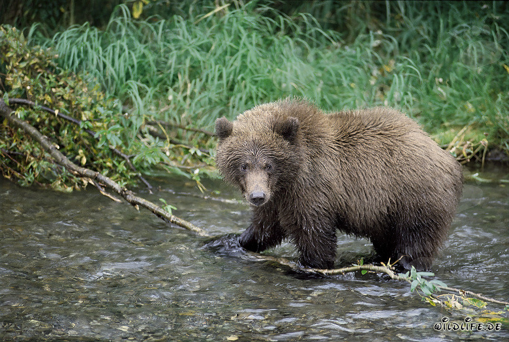 Oso pardo joven juguetón en agua clara de río