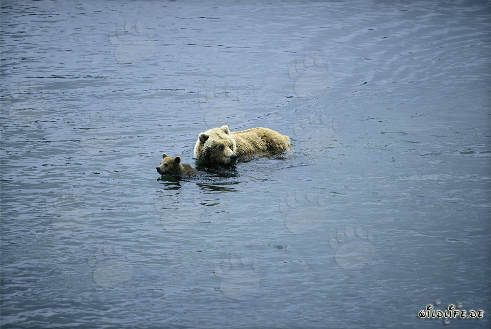 Braunbärin mit Jungtier im Fluss - Naturszene in Alaska