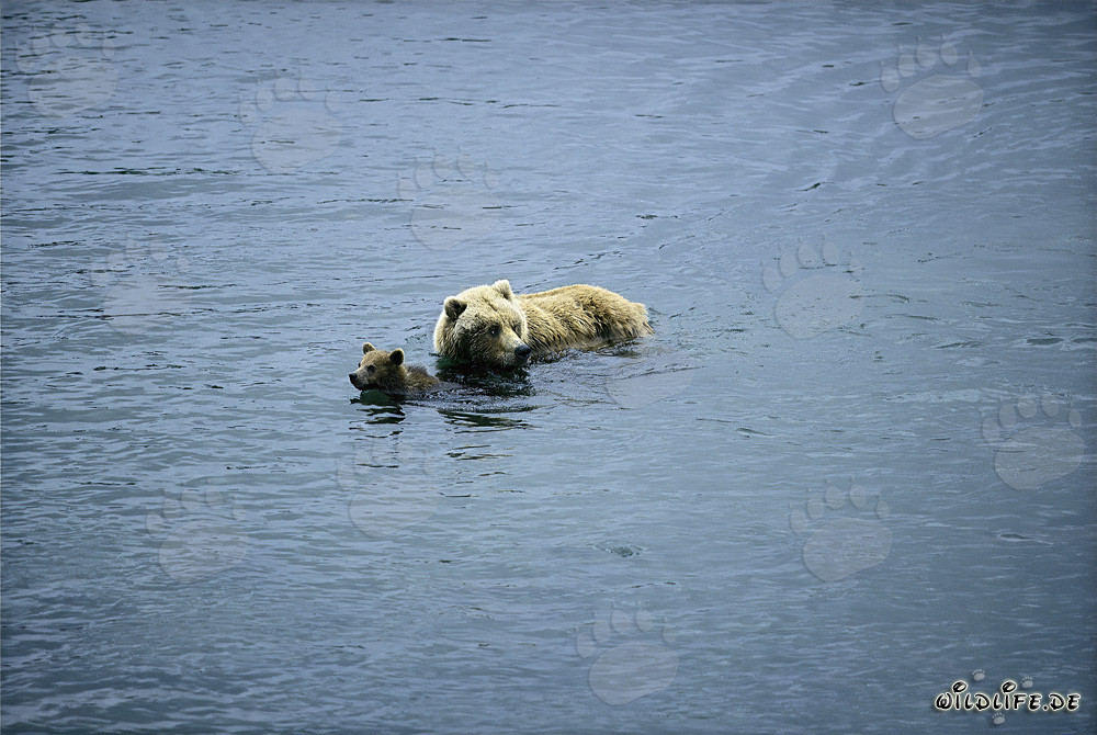 Osa parda con cría en el río - Escena natural en Alaska