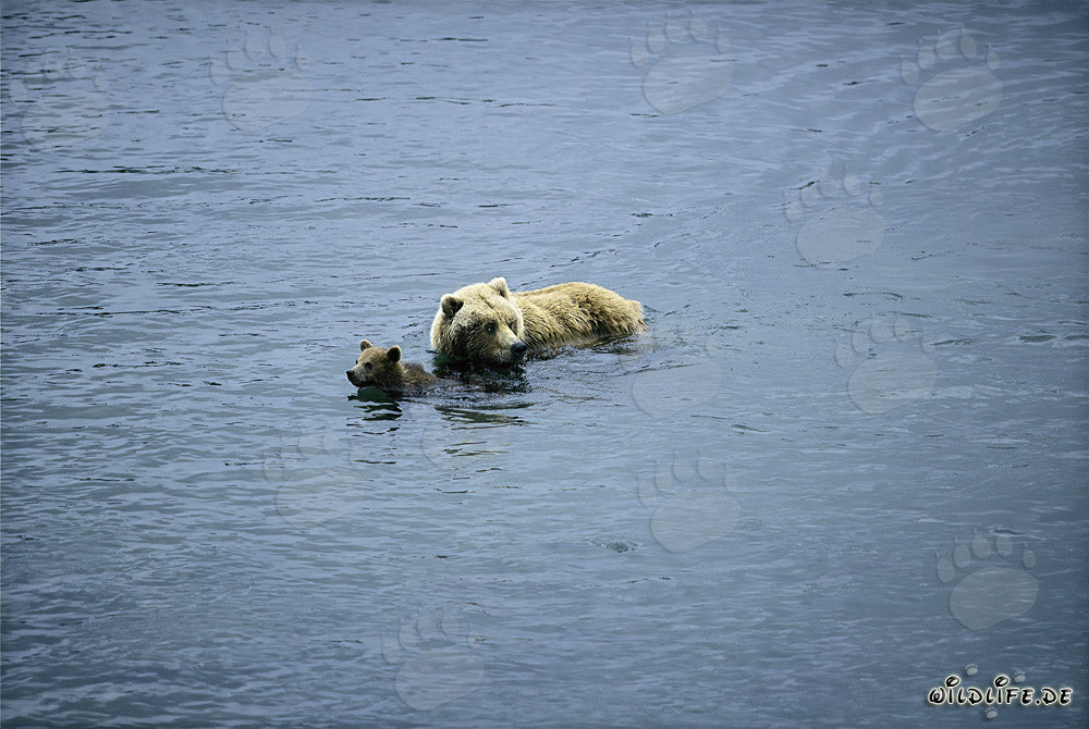 Ourse brune avec son petit dans la rivière - Scène naturelle en Alaska