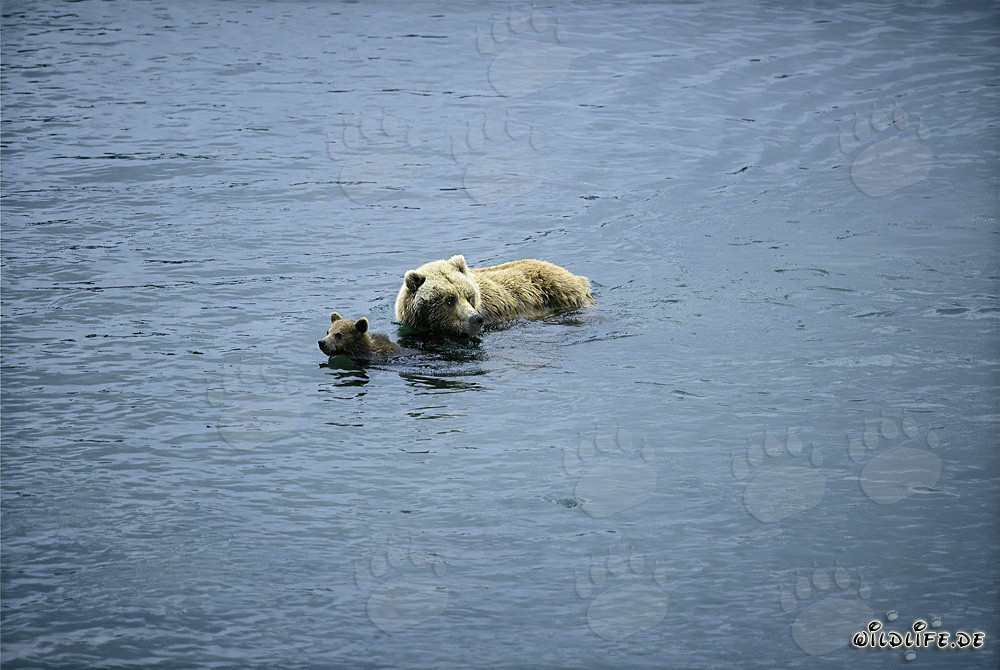 She-bear with Cub in the River - Wildlife Scene in Alaska