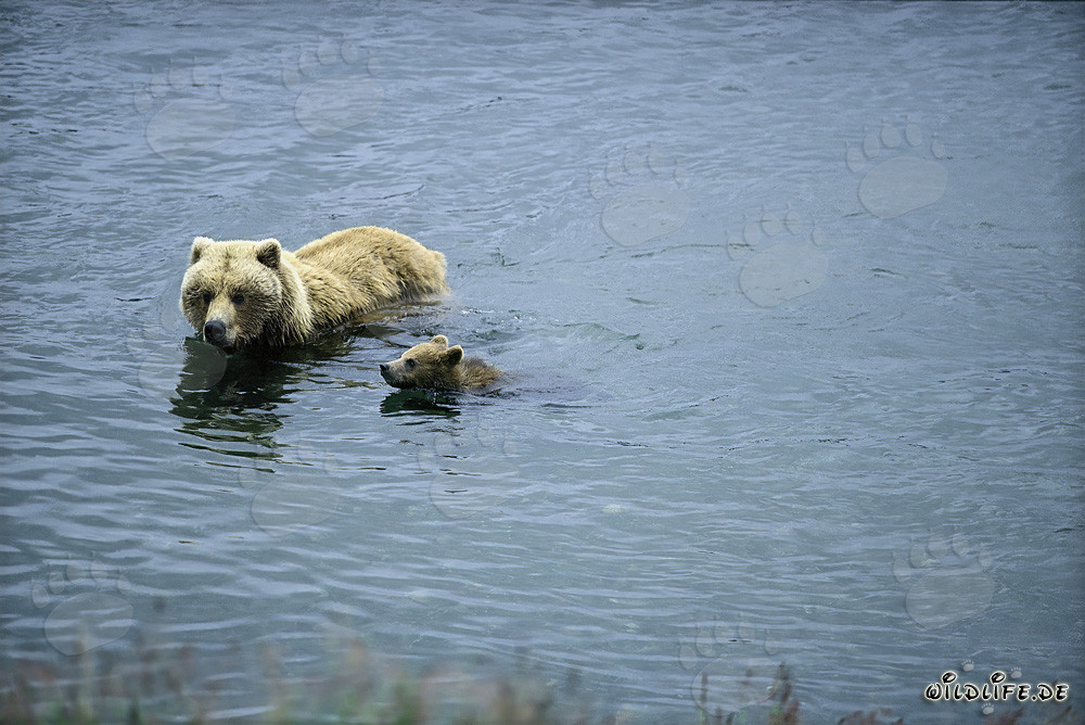 Braunbärin mit ihrem Jungen im Fluss schwimmend