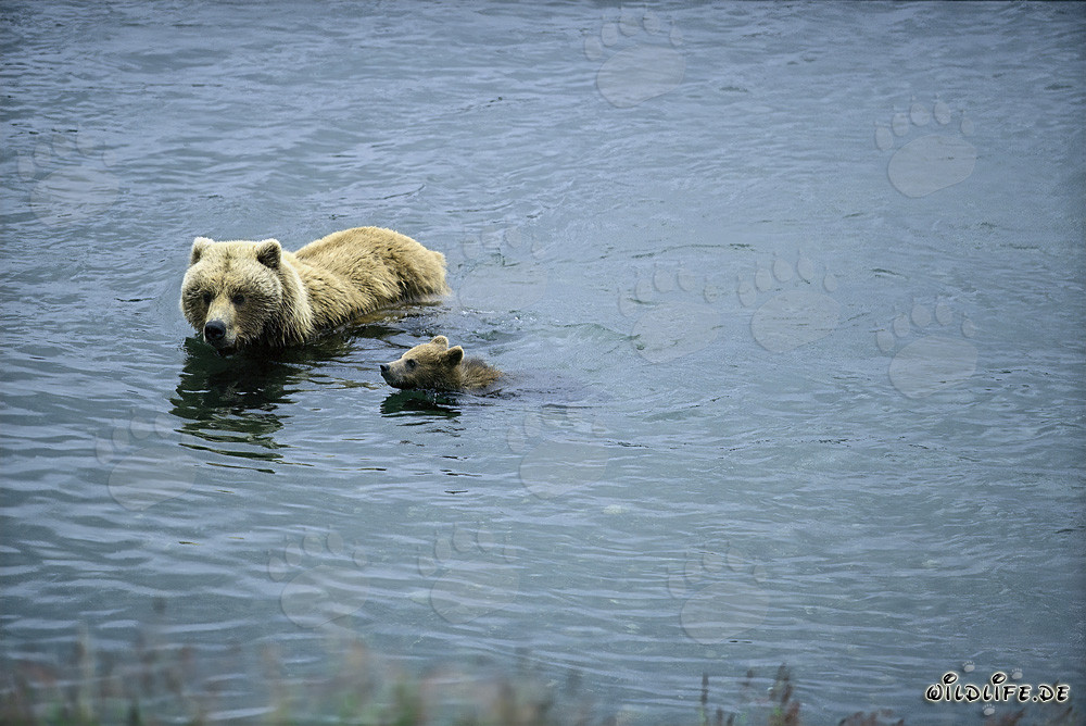 Osa parda nadando con su cría en el río