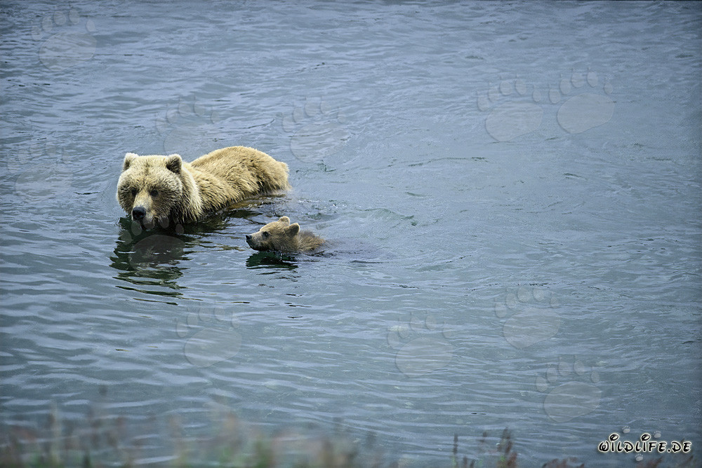 Ourse brune nageant avec son petit dans la rivière