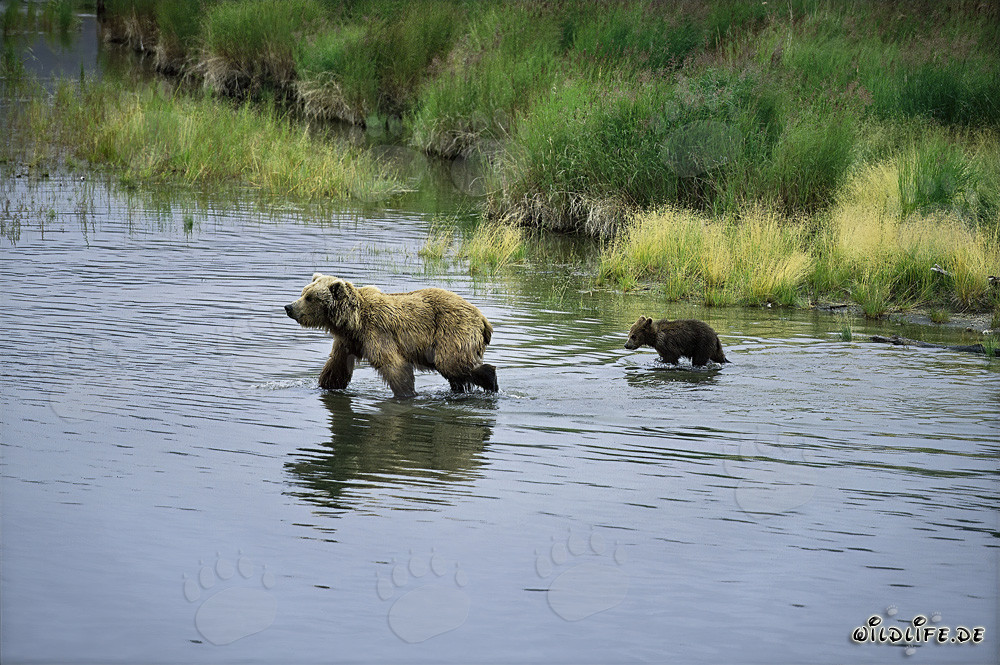 Braunbärin mit Jungtier im Fluss - Wildnis in Alaska