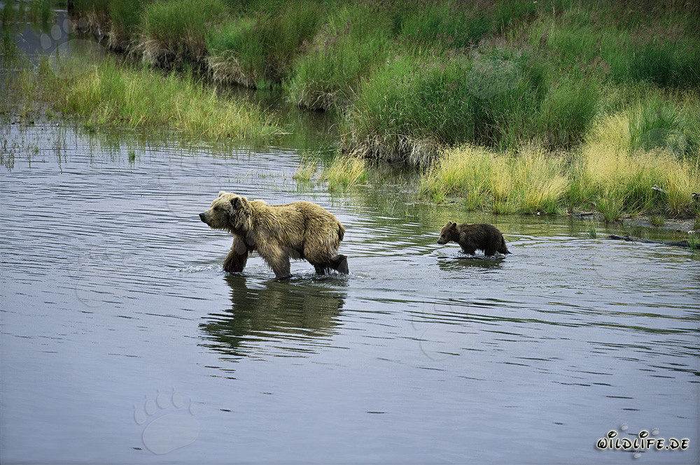 Brown Bear with Cub in River - Wilderness in Alaska