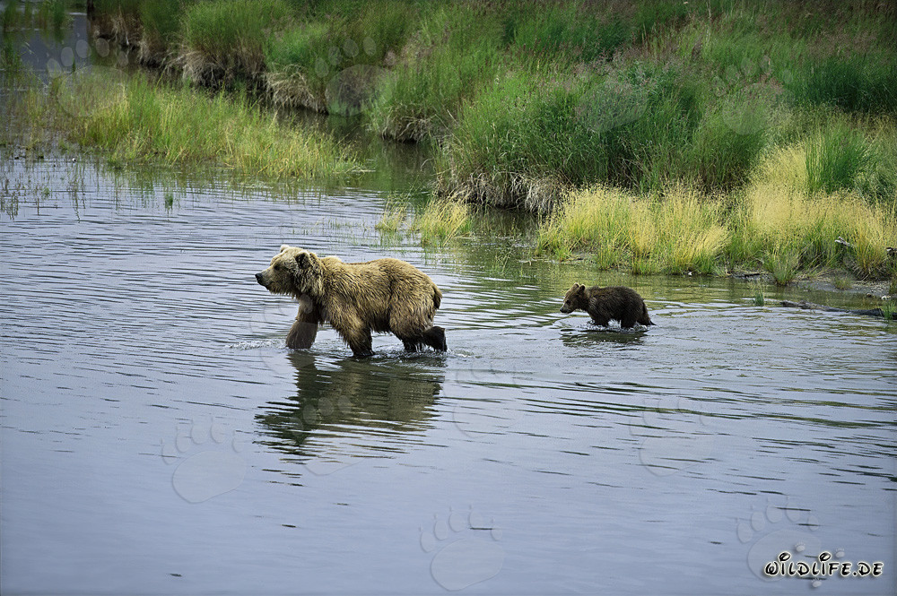Osa parda con cría en el río - Naturaleza salvaje en Alaska
