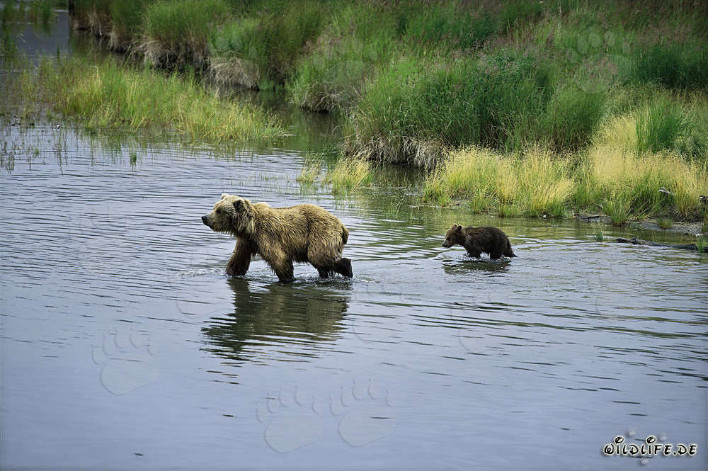 Ourse brune avec son petit dans la rivière - Nature sauvage en Alaska