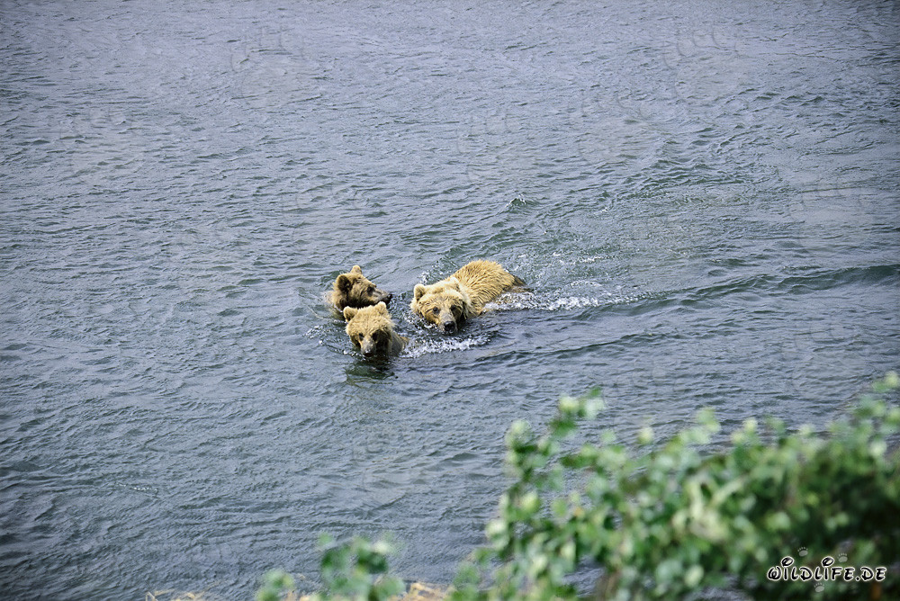 Braunbärenfamilie schwimmt im Fluss