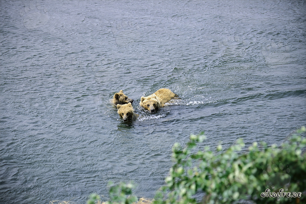 Brown bear family swimming in the river