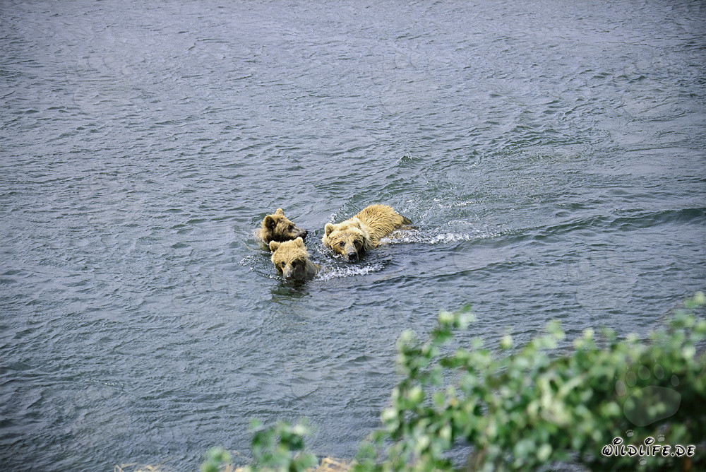 Familia de osos pardos nadando en el río