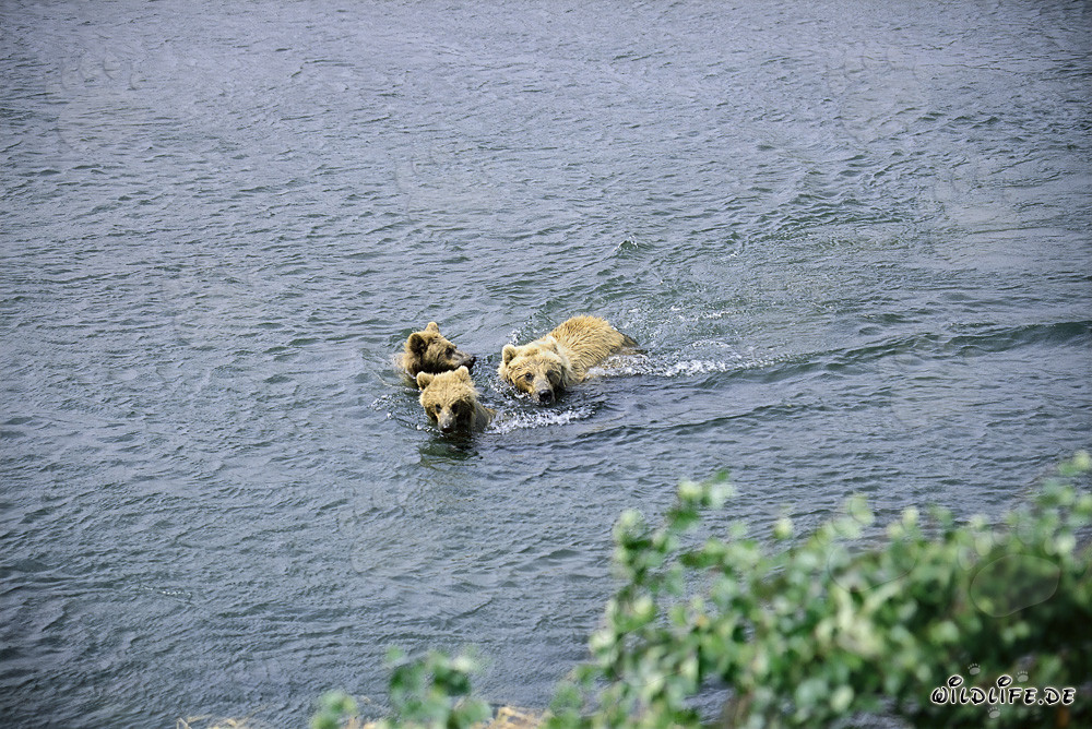 Famille d'ours bruns nage dans la rivière