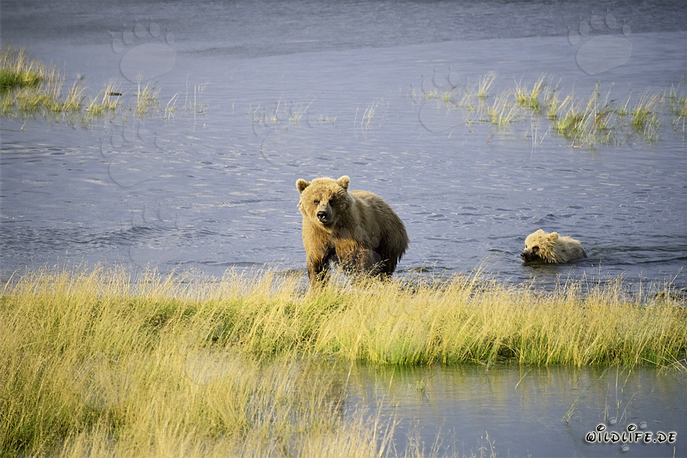 Braunbärin mit Jungbär erreichen sicher das Ufer