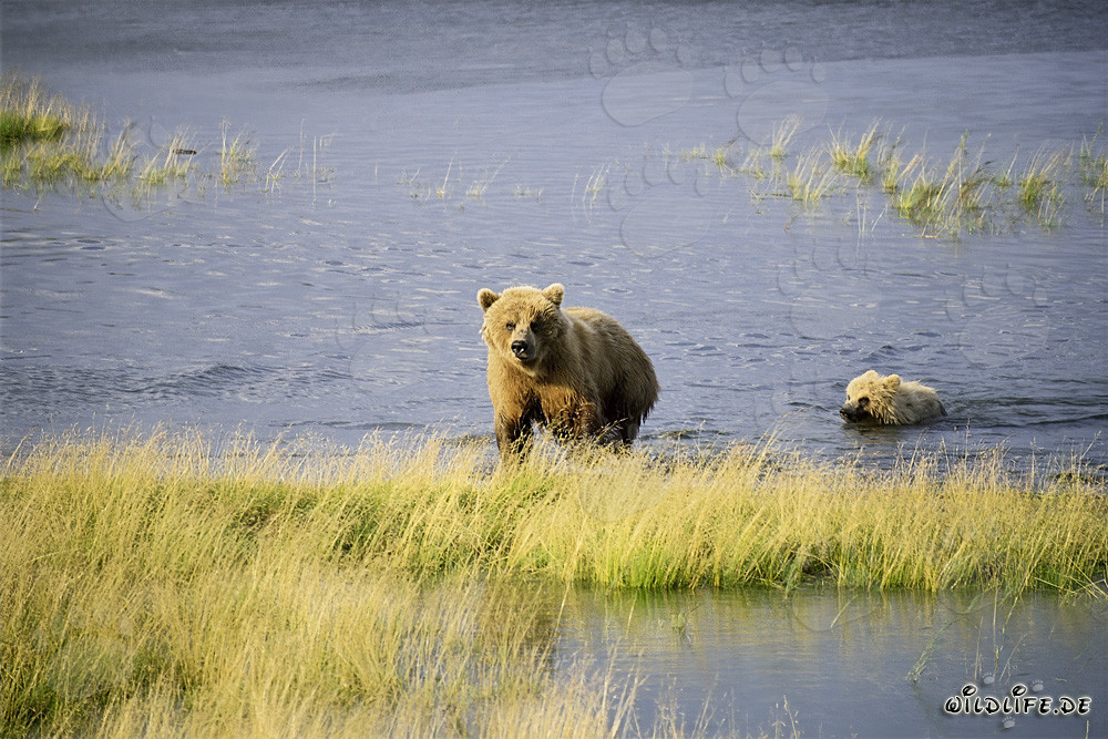 Ourse brune et ourson atteignent en toute sécurité la rive