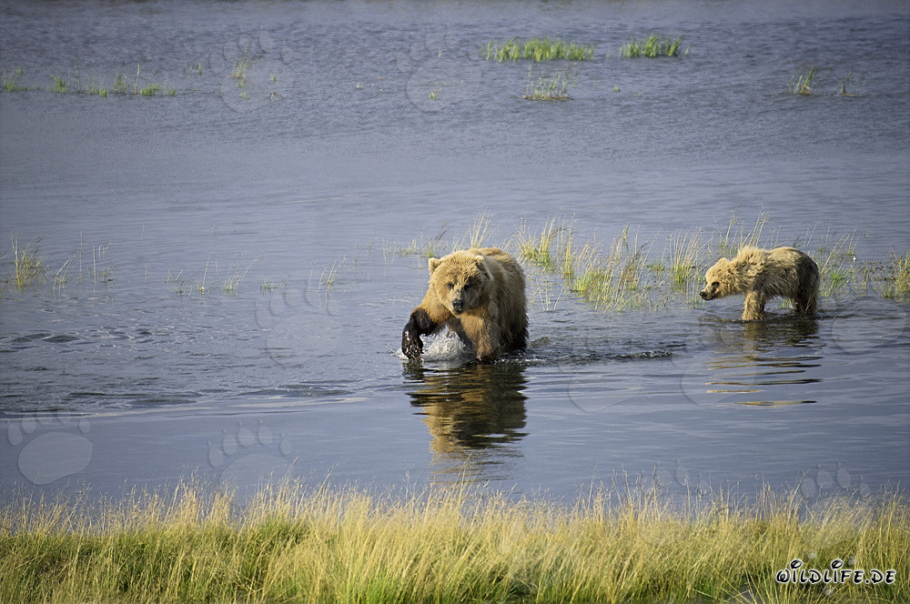 Braunbärin mit ihrem Jungbären beim erfolgreichen Lachsfang im Brooks River, Alaska