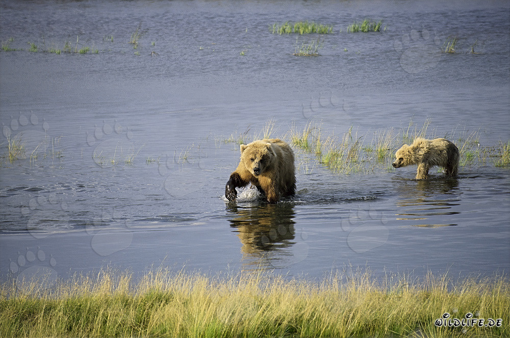 Orsa bruna con il suo cucciolo catturando con successo salmoni nel fiume Brooks, Alaska