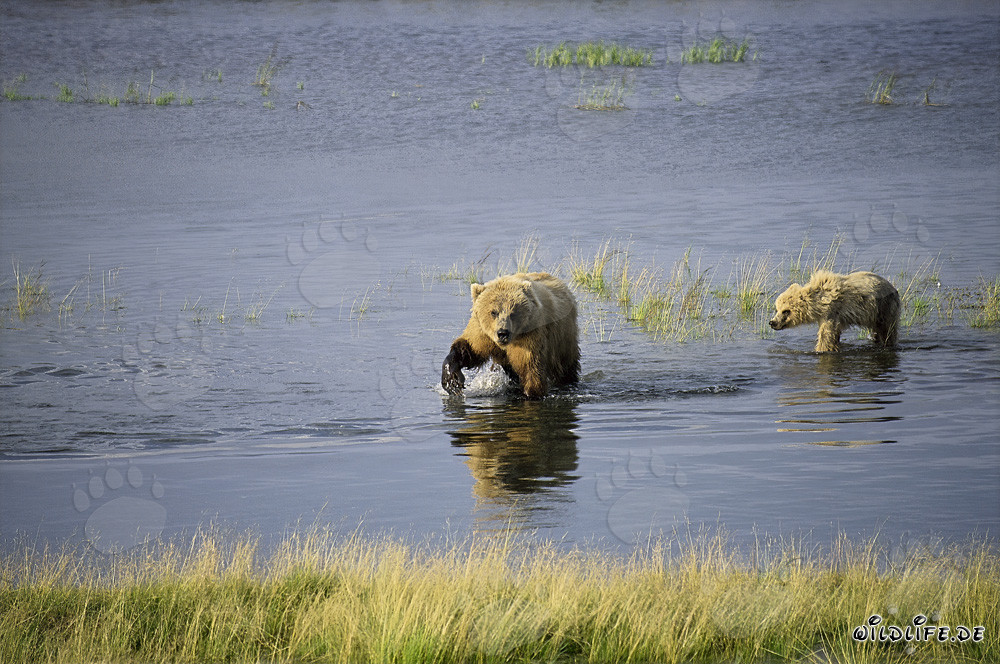 Osa parda con su osezno capturando exitosamente salmones en el río Brooks, Alaska