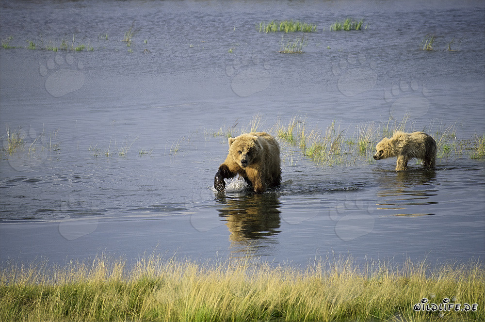 Ourse brune avec son ourson réussissant à attraper du saumon avec succès dans la rivière Brooks, Alaska
