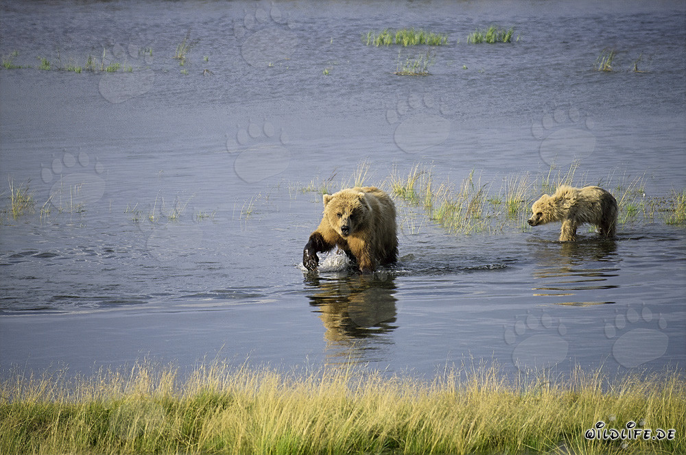 Sow with her cub successfully fishing for salmon in Brooks River, Alaska